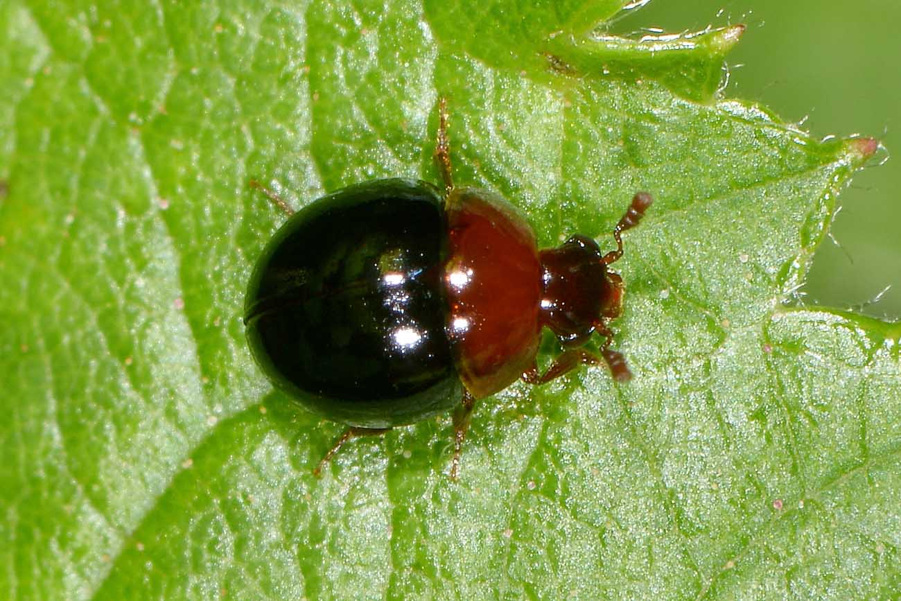 Amphicyllis globus, Leiodidae